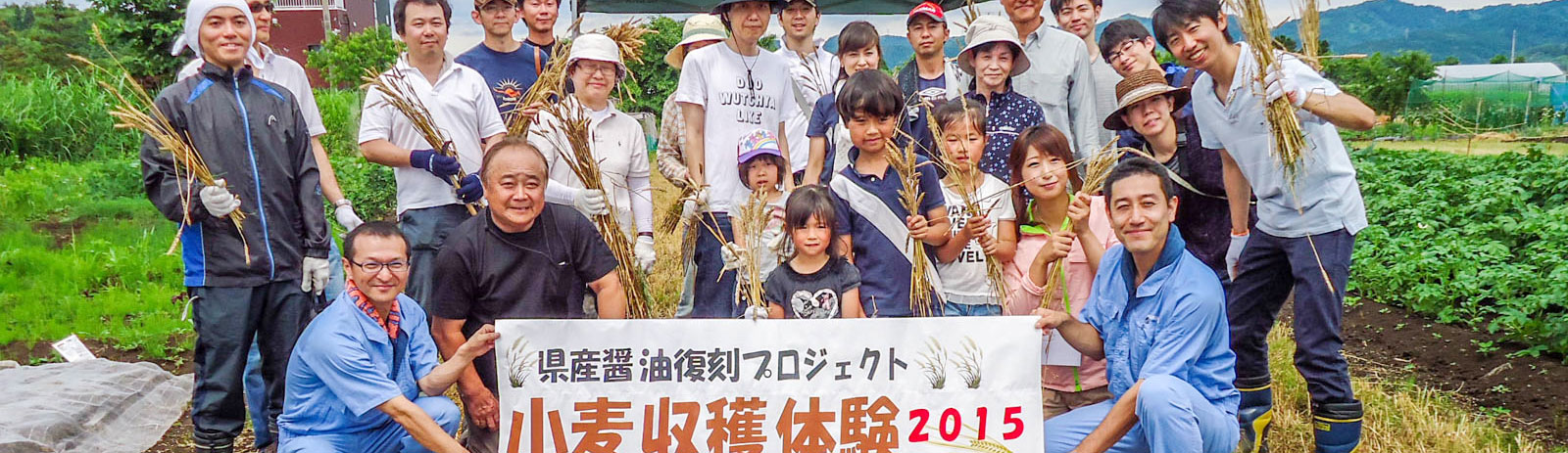 新潟県産醤油復刻プロジェクト 小麦収穫体験2015
